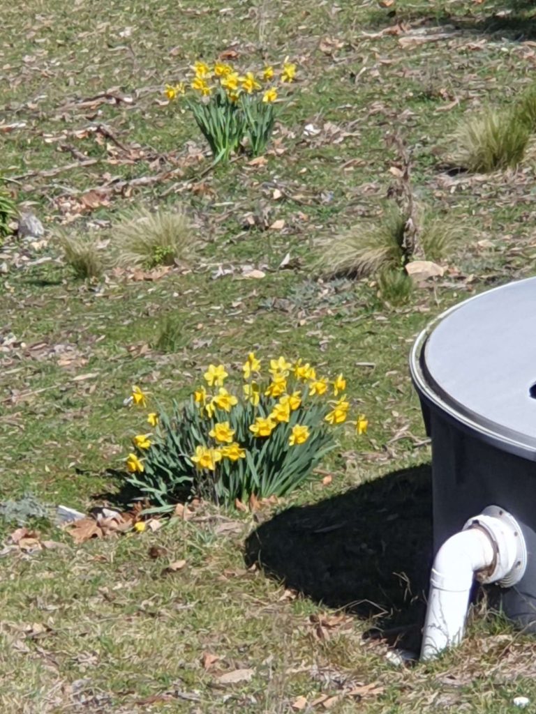 Flowers at Binacrombi