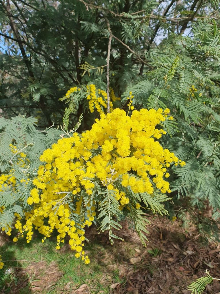 Binacrombi in Spring